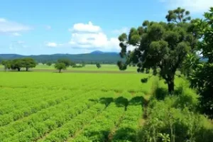 Cerrado em Pé