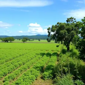 Cerrado em Pé