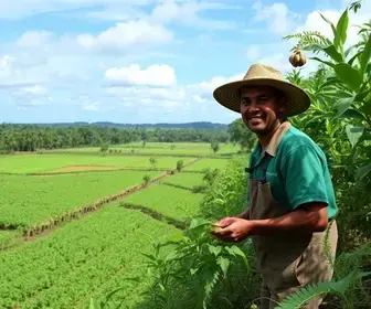 Agro Amazônia vagas abertas